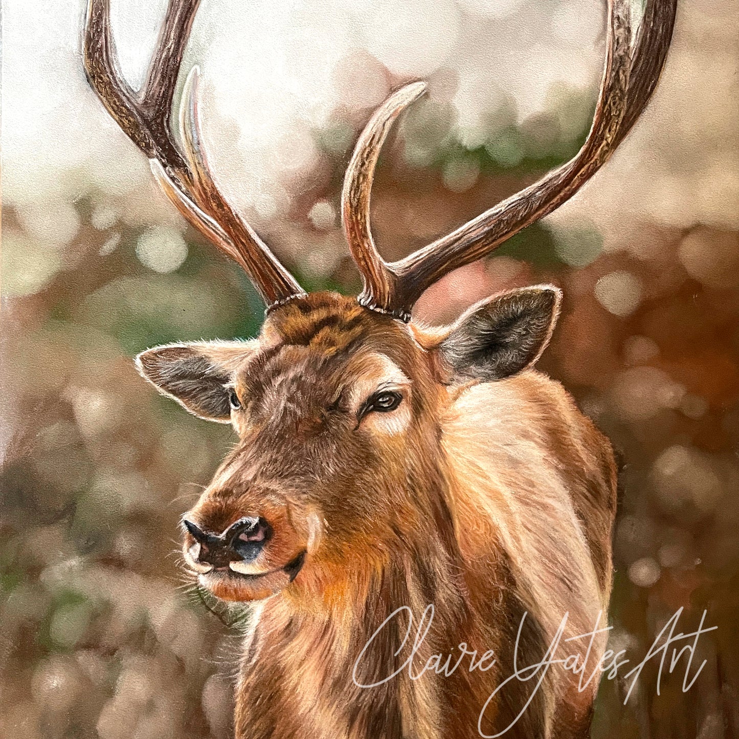 Greeting Card New for 2024 Greeting Card  - 'Wild & Magnificent'